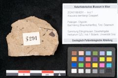Foto (Objekt + Etikett) von Araucaria sternbergii Goeppert (NHMW-GEO-2024-0188-8291)
